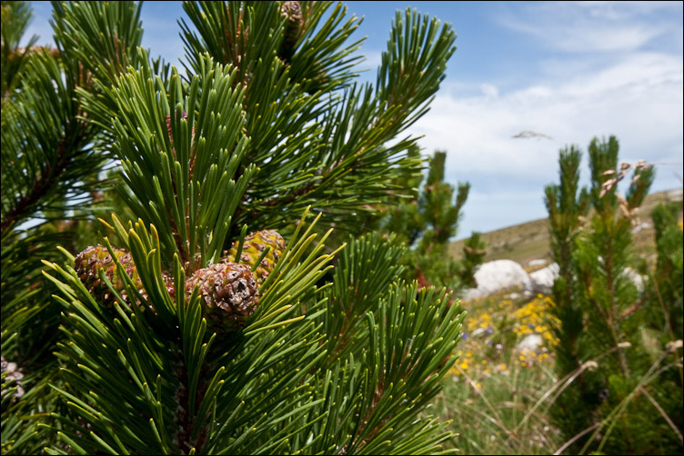 Pinus mugo nella Majella